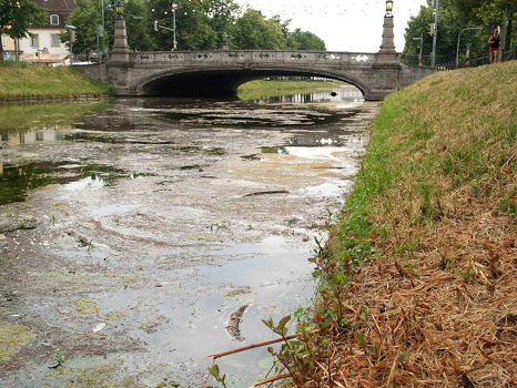 7. Juli 2005: Acht tote Aale im Bereich der Ludwig- Ferdinand Brcke.